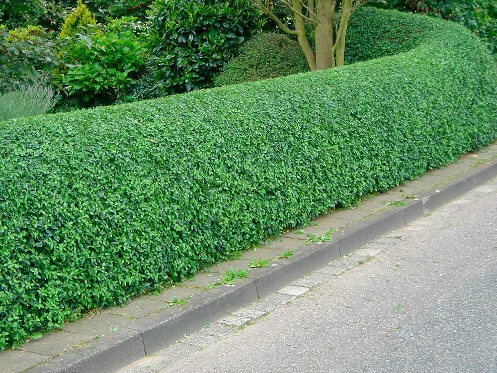 Aligustre (Ligustrum vulgare) de 40 cm (10 plantas)