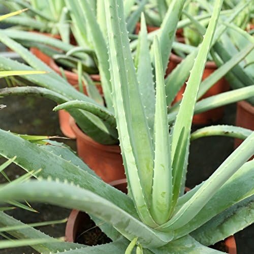 Planta viva de Aloe vera en maceta