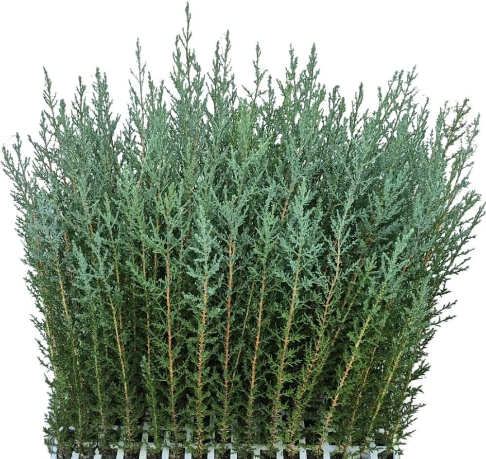 Ciprés mediterráneo (Cupressus sempervirens) de 20 a 40 cm (25 plantas)