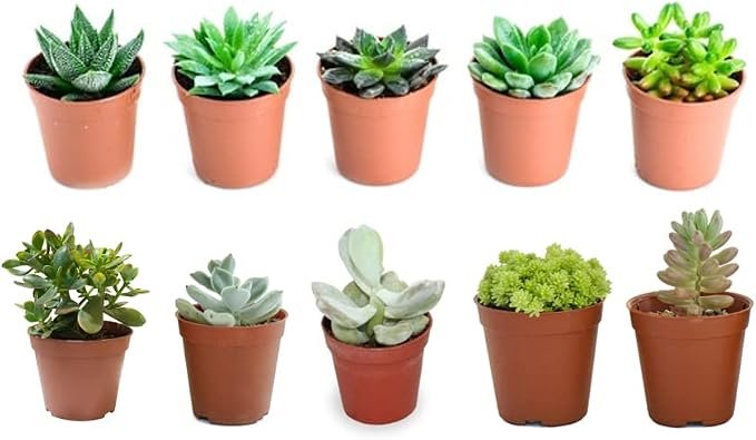 Surtido Verdecora de diez plantas crasas pequeñas