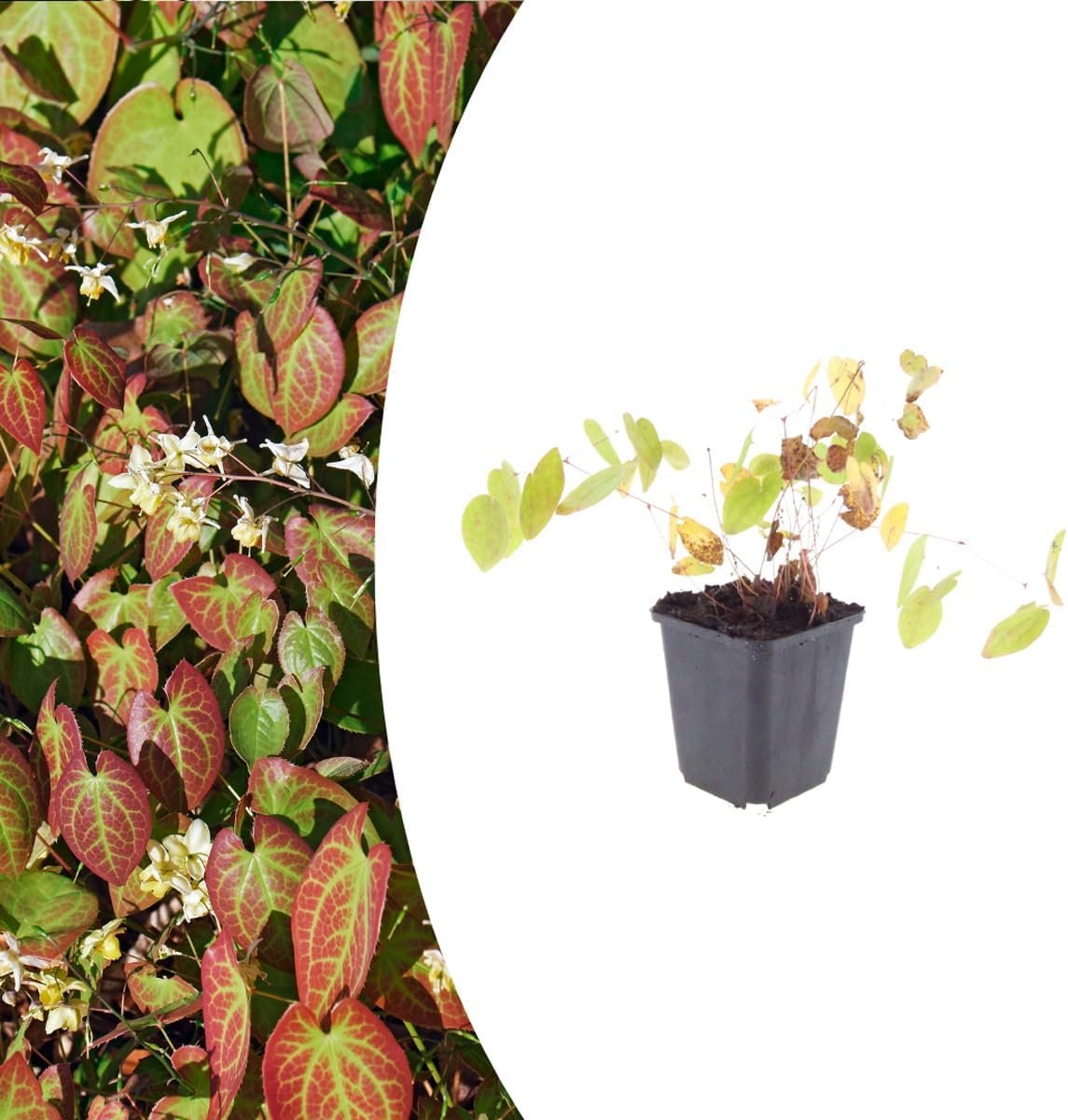 Plantas Epimedium Niveum en maceta