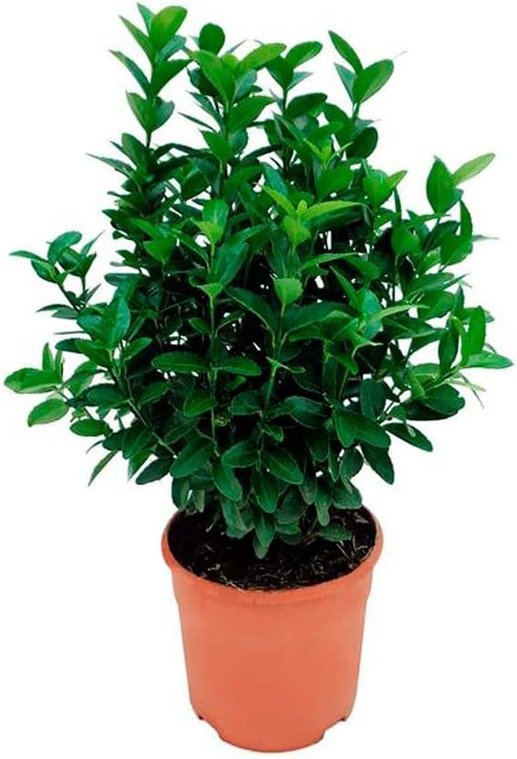 Evónimo Verdecora (Euonymus japonicus) en maceta de 5 L
