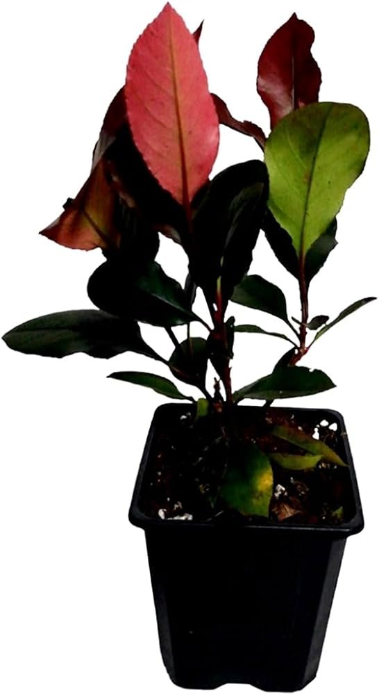 Fotinia Red Robin de 20 a 30 cm (10 plantas)