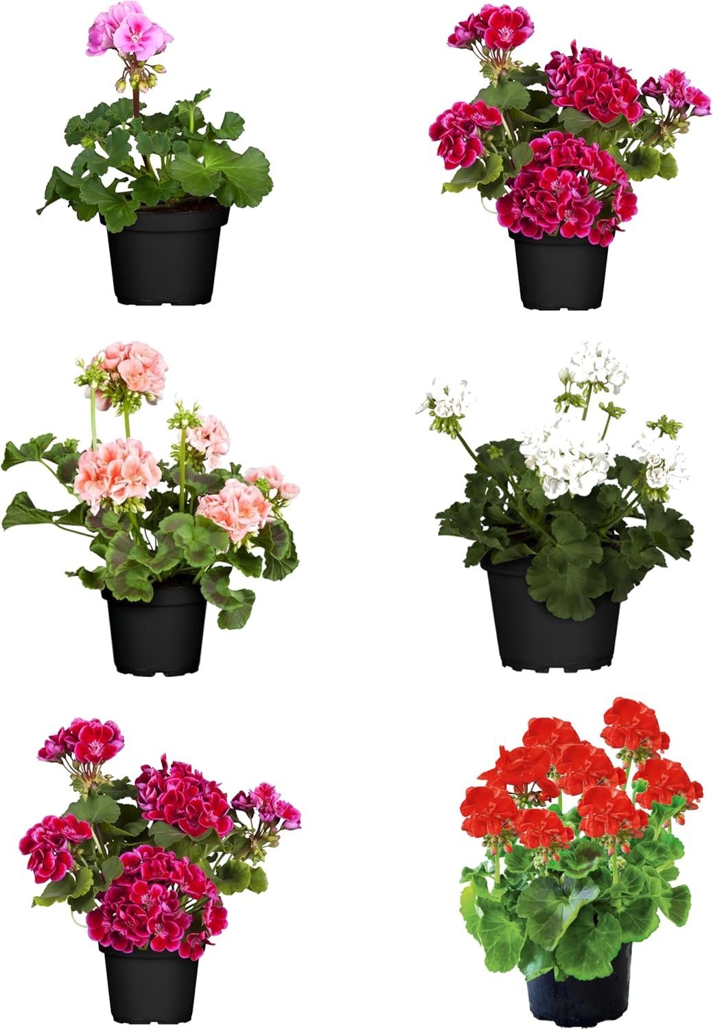 Seis plantas de geranio natural con flor