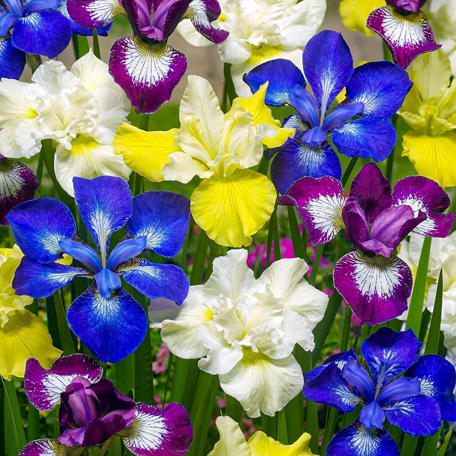 Cinco plantas de iris siberiano a raíz desnuda