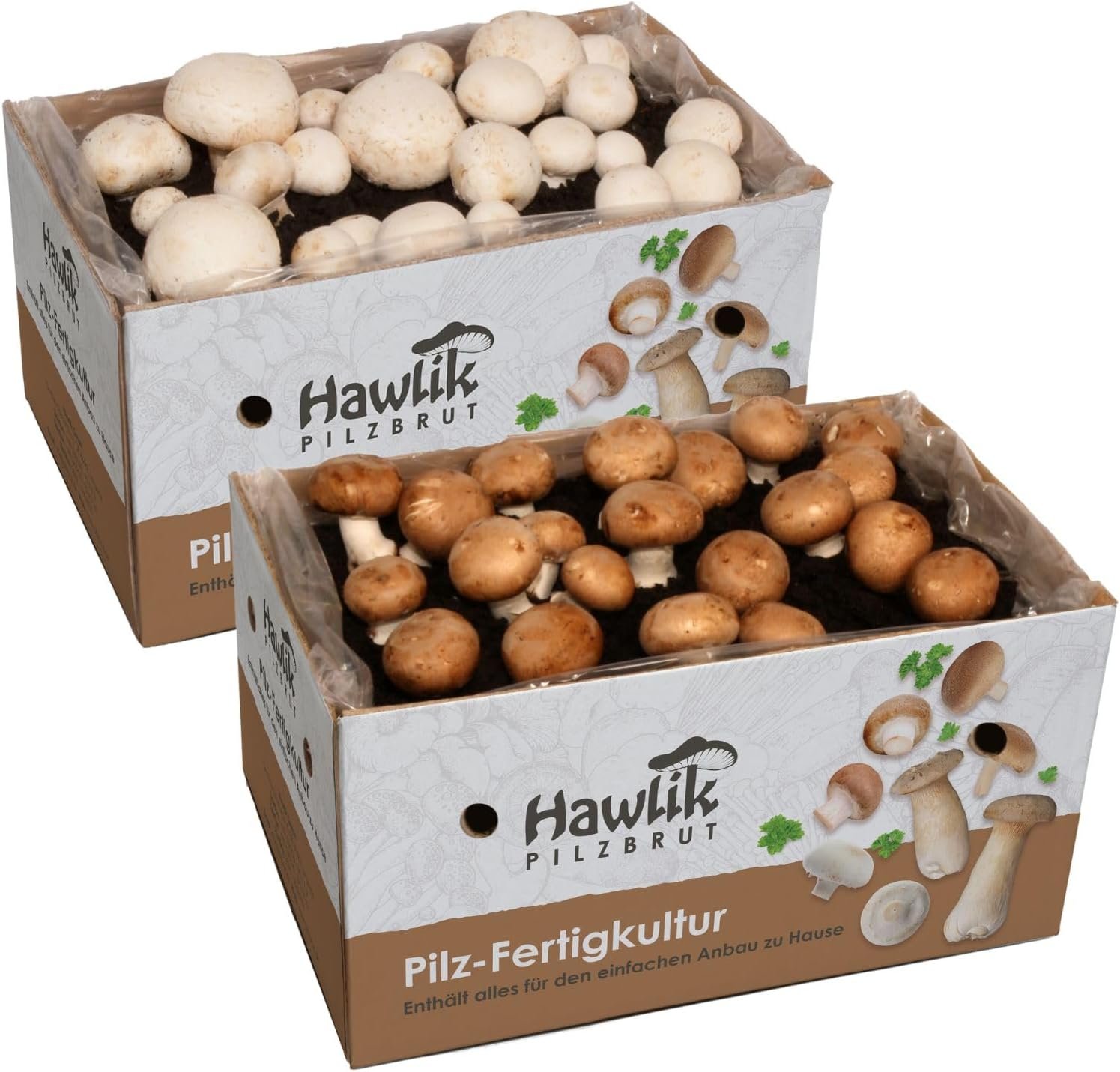 Kit Hawlik de cultivo de champiñones portobello con dos cajas