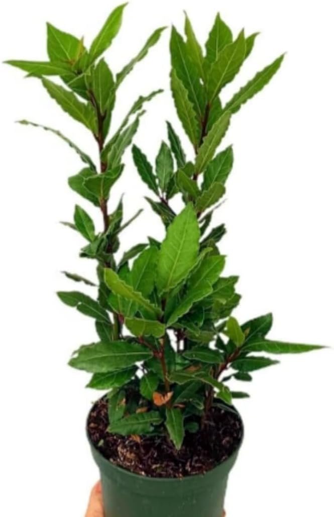 Planta natural de laurel Laurus nobilis