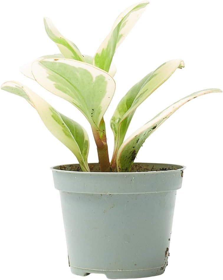 Peperomia obtusifolia bicolor Verdecora en maceta