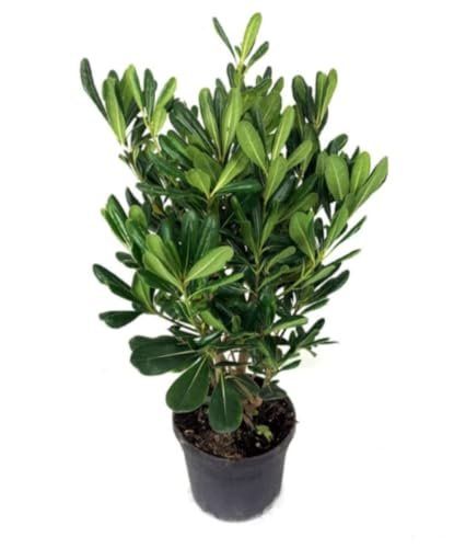 Planta de Pittosporum tobira para seto