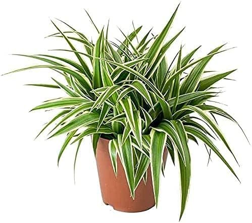Planta cinta o Chlorophytum DECOALIVE en maceta