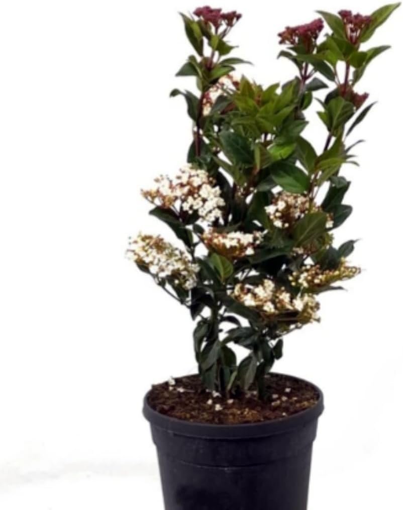 Planta natural de durillo o Viburnum tinus