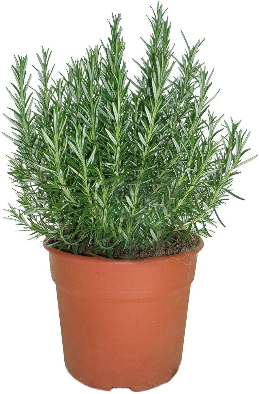 Planta de romero natural en maceta pequeña