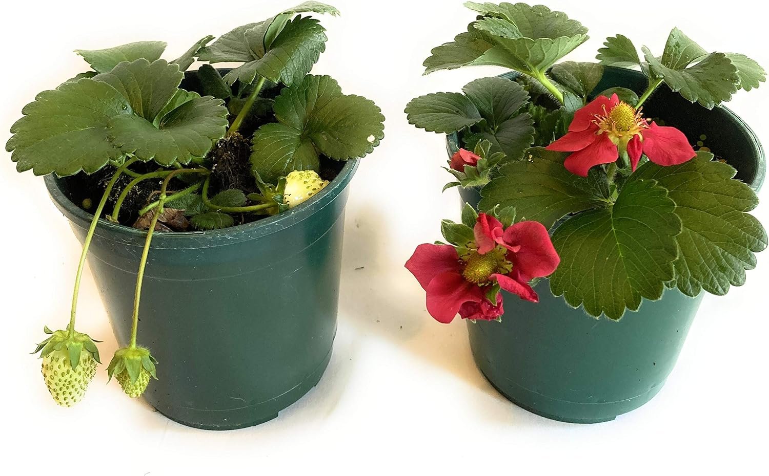 Lote de diez plantas de fresa en macetas