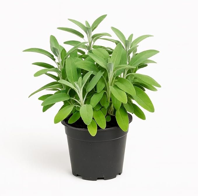 Planta viva de salvia aromática Myoshome en maceta