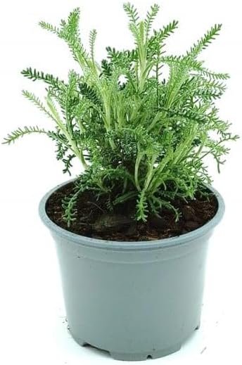 Planta viva de santolina en maceta