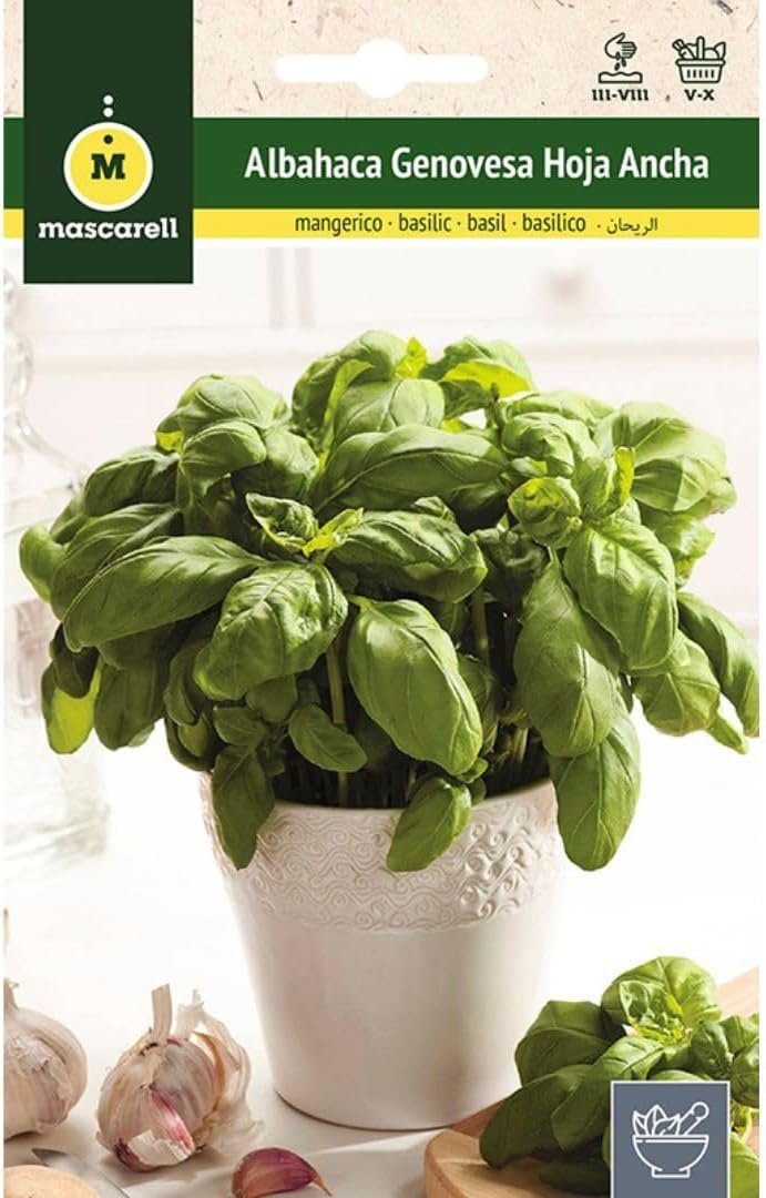 Sobre de semillas Mascarell de albahaca genovesa de hoja ancha