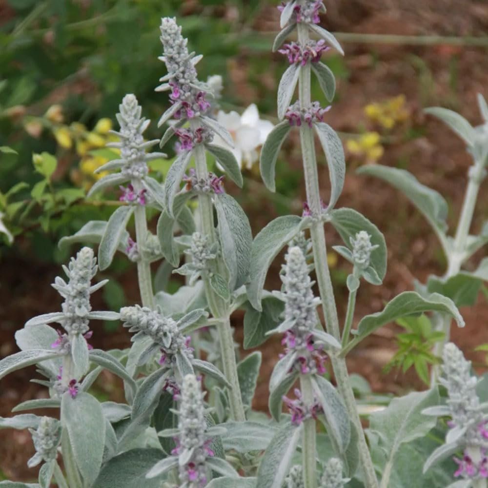 Imagen de Stachys byzantina, especie de las semillas anunciadas