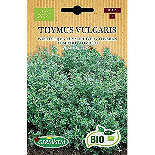 Sobre ecológico Germisem de semillas de tomillo Thymus vulgaris