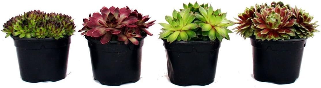 Surtido de cuatro plantas Sempervivum