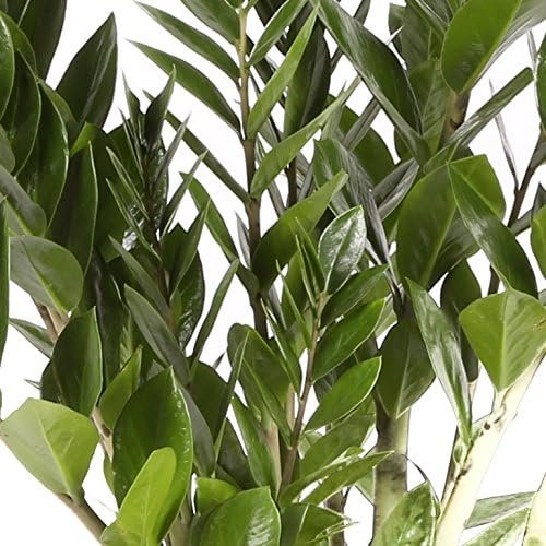 Planta Zamioculca viva en maceta