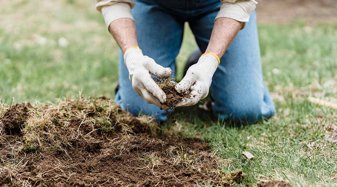 Césped de ensueño: los secretos para sembrar y cultivar el mejor césped