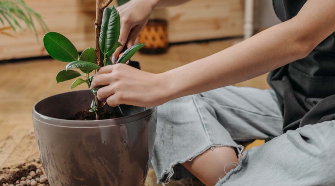 Trasplante De árboles Y Arbustos Consejos Y Precauciones 🌳