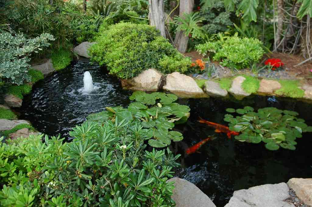 Cómo crear un jardín acuático en tu estanque: consejos para el cultivo de plantas