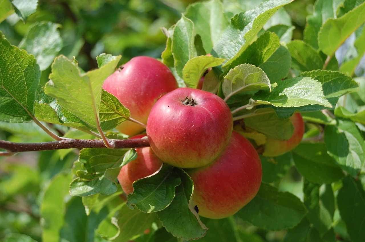 Árboles frutales: plantación, mantenimiento y la técnica del espalier